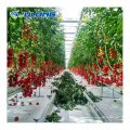Гидропоническая система выращивания томатов Поликарбонатная теплица